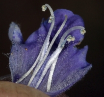 Scutellaria antirrhinoides