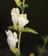 Scutellaria californica