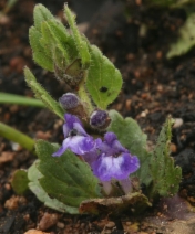 Scutellaria tuberosa