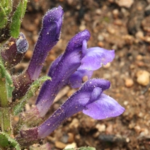 Scutellaria tuberosa