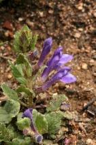 Scutellaria tuberosa