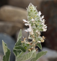 Stachys albens