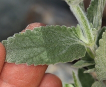 Stachys albens