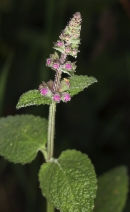 Stachys bullata