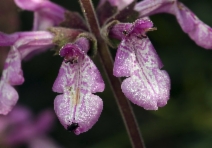 Stachys bullata