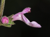 Stachys bullata