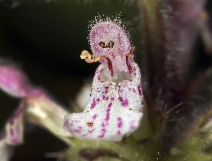 Stachys rigida var. rigida