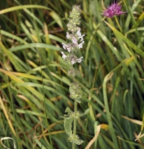 Stachys rigida var. rigida