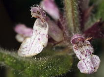 Stachys rigida var. rigida
