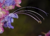 Trichostema lanatum