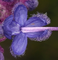 Trichostema lanatum