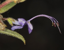 Trichostema lanceolatum