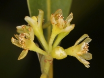 Umbellularia californica