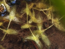 Lemna trisulca