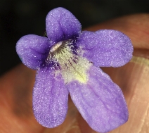 Pinguicula macroceras