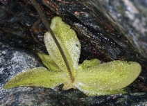 Pinguicula macroceras