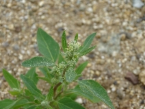 Chenopodium album