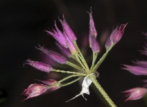 Allium bolanderi var. bolanderi