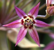 Allium campanulatum