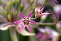 Allium campanulatum