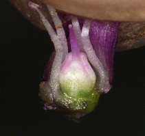 Allium falcifolium