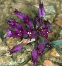 Allium falcifolium