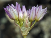 Allium fimbriatum var. purdyi