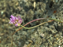 Allium fimbriatum var. purdyi