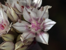 Allium haematochiton