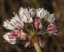 Allium haematochiton