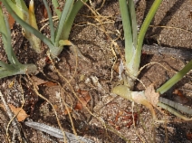 Allium haematochiton