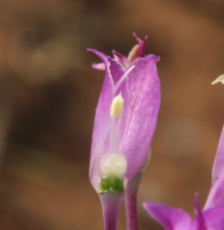 Allium acuminatum