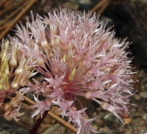 Allium hoffmanii
