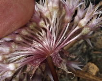 Allium hoffmanii