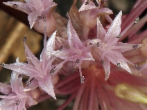 Allium hoffmanii