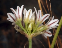 Allium lacunosum var. lacunosum