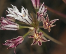 Allium lacunosum var. lacunosum