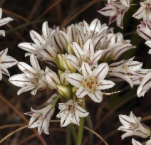 Allium lacunosum var. lacunosum