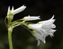 Allium triquetrum