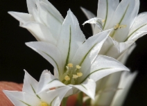 Allium triquetrum