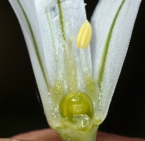 Allium triquetrum