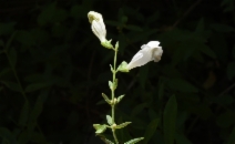 Scutellaria californica