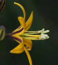 Bloomeria crocea