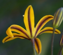 Bloomeria crocea
