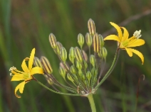 Bloomeria crocea