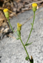 Erigeron inornatus var. inornatus