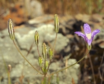 Brodiaea elegans ssp. elegans