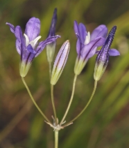 Brodiaea rosea