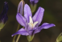 Brodiaea rosea