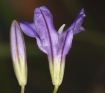 Brodiaea rosea